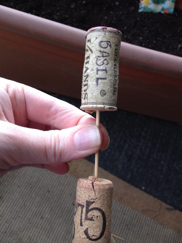 Make sure to leave enough space between corks to stick up above the soil.
